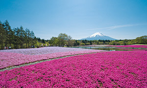 富士芝桜まつり（春限定）