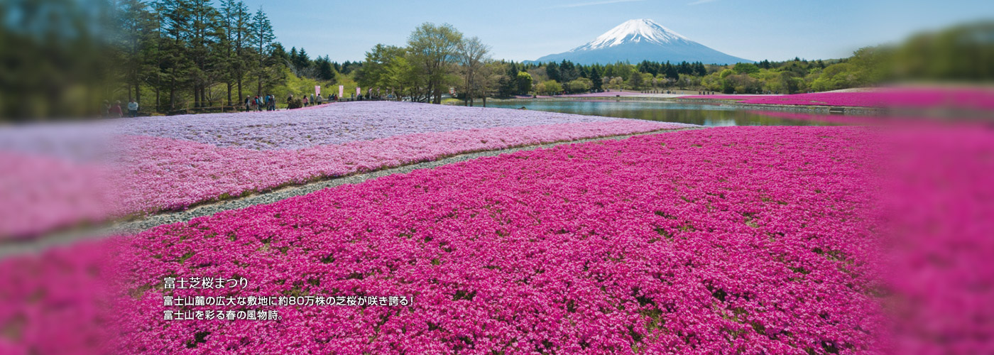 富士芝桜まつり