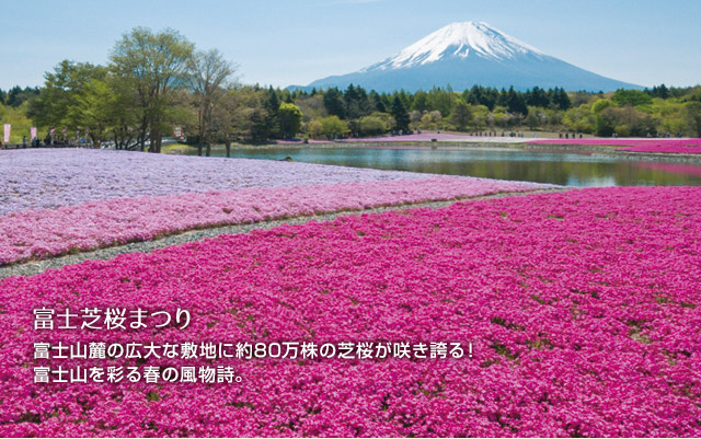 富士芝桜まつり